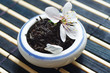 Photo: Jar of tea leaves and cherry blossoms on bamboo table cloth Jar of tea leaves and cherry blossoms on bamboo table cloth