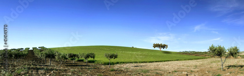 Photo: Collinetta e alberi di ulivo in fiore Collinetta e alberi di ulivo in fiore