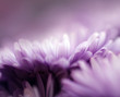 deep purple