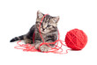nice tabby kitten playing red clew or ball