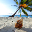shell on sand