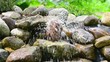 Garden pond