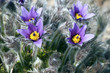 Pasque flower