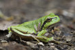 Laubfrosch 2012 05