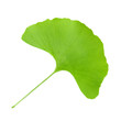 Foto: green ginkgo leaf green ginkgo leaf