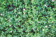 Clover Clover