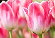 Tulip Background