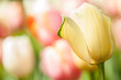 Tulip Background
