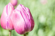Tulip Background