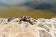 Écureuil de Barbarie (Atlantoxerus getulus), Salinas del Carmen Écureuil de Barbarie (Atlantoxerus getulus), Salinas del Carmen