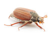 Chafer isolated on white