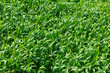 Green wheat field