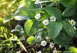 Garden in spring, strawberry flowers in a garden Garden in spring, strawberry flowers in a garden