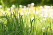 Naturwiese im Frühling Naturwiese im Frühling