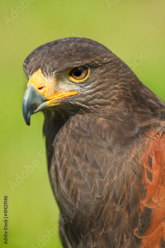 Photo: Harris Hawk or Parabuteo unicinctus Harris Hawk or Parabuteo unicinctus
