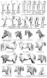 Vector: The external shape of horses The external shape of horses