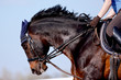 Portrait of a sports horse under a saddle