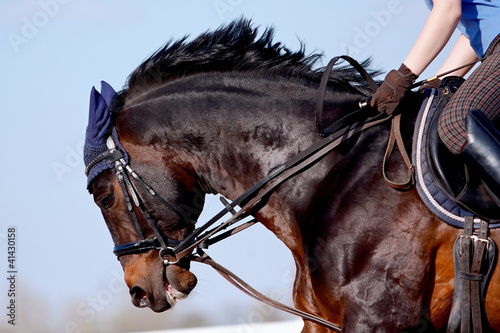 Photo: Portrait of a sports horse under a saddle Portrait of a sports horse under a saddle