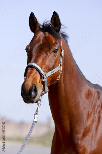 Photo: The portrait is more red than a horse The portrait is more red than a horse