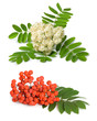Rowan berry and flowers