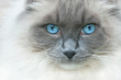 A cat named Elvis
