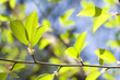 spring wood