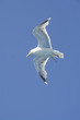 gaviota