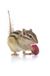 葡萄を食べるシマリス