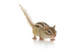 シマリス