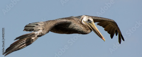 Photo: Brown Pelican Brown Pelican