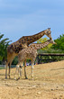 A pair of giraffes A pair of giraffes