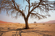 Namib desert