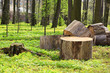 Park in Bolshiye Vyasemy, Moscow region Park in Bolshiye Vyasemy, Moscow region