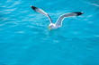 bird seagull on sea water in ocean bird seagull on sea water in ocean