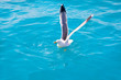 bird seagull on sea water in ocean