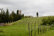 Tuscany vineyard