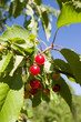 Cherry berry