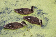 Mallard ducks