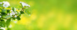 Spring nature blossom web banner or header.