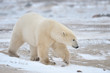 Photo: Polar Bear walking in snow. Polar Bear walking in snow.