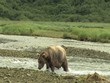 Großer Küstenbraunbär watet durch Fluß wildlife Katmai
