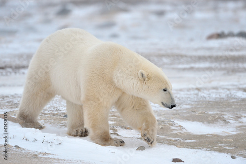 Photo: Polar Bear walking in snow. Polar Bear walking in snow.