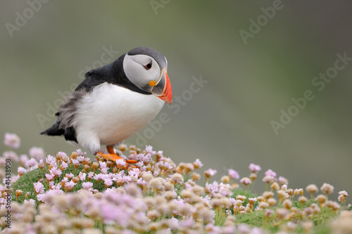 Photo: Puffin walking in pink thrift flowerbed. Puffin walking in pink thrift flowerbed.