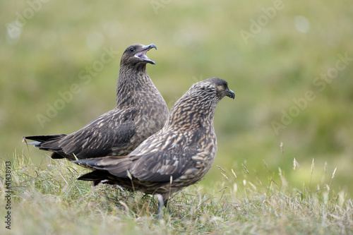 Photo: Pair of Arctic Skua courting Pair of Arctic Skua courting
