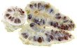 A fényképek részletei noni, nono, malaye, morinda, morinda citrifolia