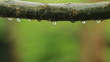 rain drops