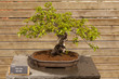 Morus alba