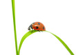 ladybug