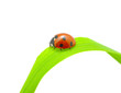ladybug