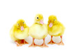 Details der Fotografie yellow ducks